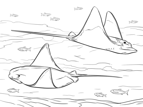 Cownose And Bull Eagle Rays Coloring Page